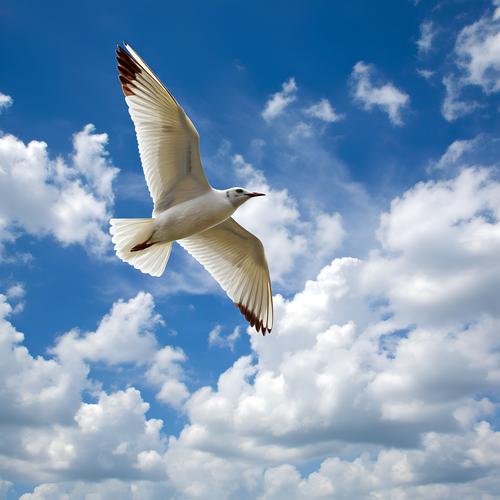 宝龙配资 天空，那一抹无声的痕迹